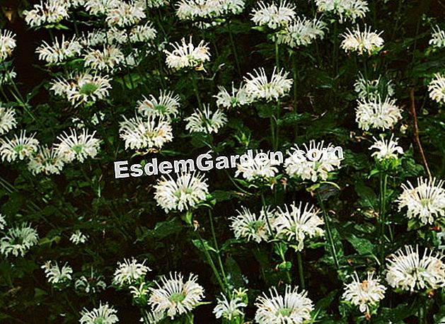Monarde 'Schneewittchen' - (terreno) Monarde 'Schneewittchen' - EsdemGarden