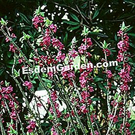 Bunga musim sejuk - (musim) Daphne mezereum
