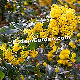 Bunga musim sejuk - (bunga) mahonias