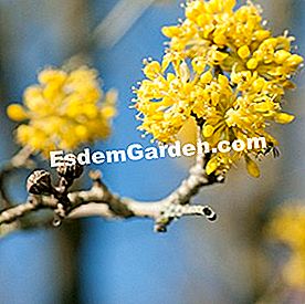 Bunga musim sejuk - (sejuk) anjing dogwood (Cornus mas)