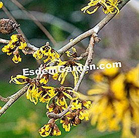 Bunga musim sejuk - (yang) Witch hazel