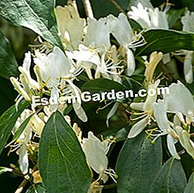 Bunga musim sejuk - (atau) Lonicera maackii