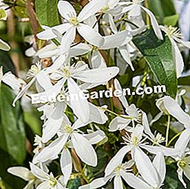 Bunga musim sejuk - (bunga) Clematis armandii