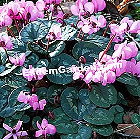 Bunga musim sejuk - (musim) Cyclamen coum
