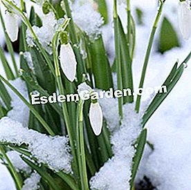 Bunga musim sejuk - (sejuk) Galanthus nivalis, snowdrops