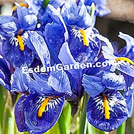 Bunga musim sejuk - (yang) Iris reticulata