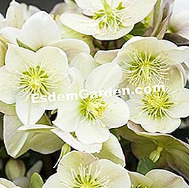 Bunga musim sejuk - (sejuk) Helleborus niger