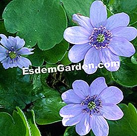 Bunga musim sejuk - (atau) Hepatica transsylvanica