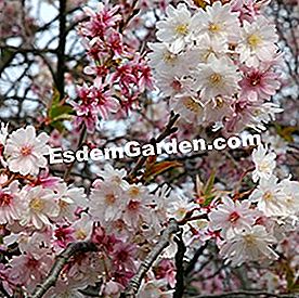 Bunga musim sejuk - (bunga) Prunus subhirtella 'Autumnalis'
