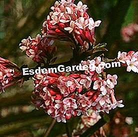 Bunga musim sejuk - (bunga) Cranberry Bodnant