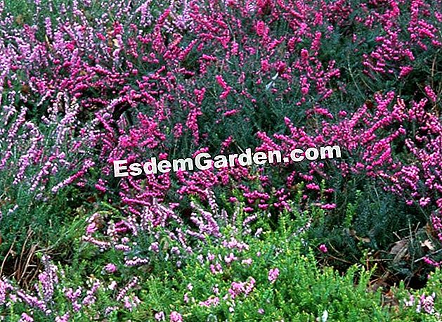 Bunga musim sejuk - (atau) Erica carnea 'aurea', tanaman musim sejuk yang mekar