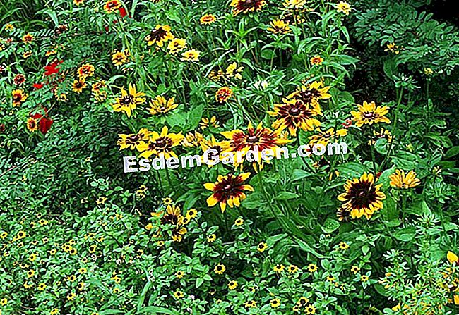 Forma De Cultivo: El Zinnia De México 🌿 Todo Sobre Jardinería Y Diseño