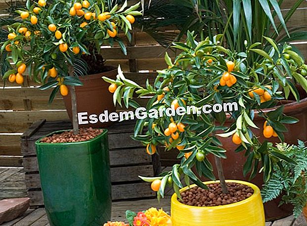 Cara Berhasil Menumbuhkan 10 Buah Jeruk Di Kebun Atau ...