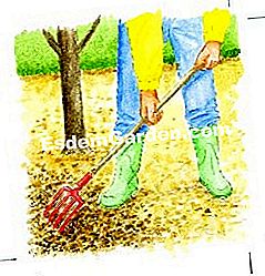 Portare letame organico al melo - (portare) Spargere letame sull'intero frutteto