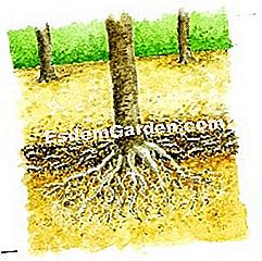 Portare letame organico al melo - (terreno) L'azione del letame