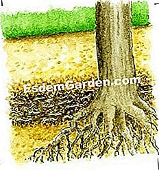 Portare letame organico a pera - (organico) L'azione del letame