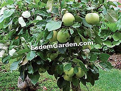 În livadă, de ce să prune copacii tăiați - (prune) F. Marre - EsdemGarden