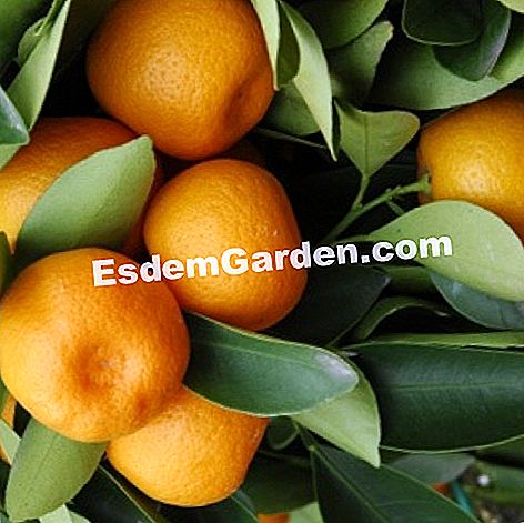 Calamondin bonsai - (sitrus) Calamondin: buah sitrus dalam bonsai