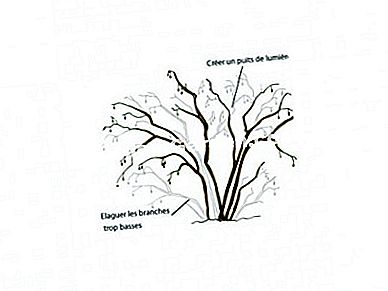 Tăiați căpșunul ușor - (tăiați) Tăiați căpșunul ușor: alune
