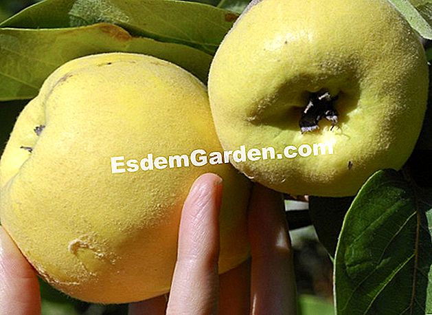 Perlahan-lahan memotong quince penuh angin - (quince) Tuai quinces / quinces pada quince / close-up