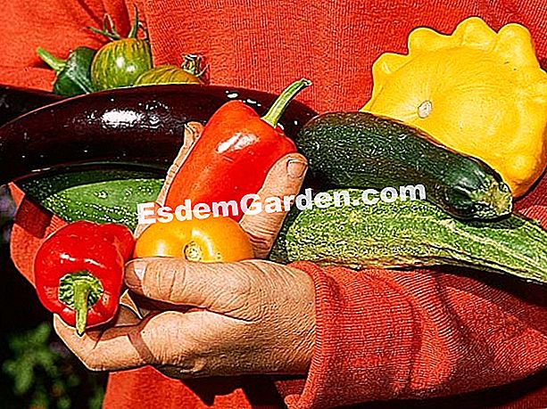 Pilih Buah Dan Sayuran Dari Kebun Dapur Semua Tentang Berkebun Sayuran Apa Yang Ditanam Di Kebun Tahun Ini F Marre Esdemgarden