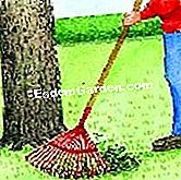 Curățați coaja de pere - (coajă) Strângeți coșurile căzut de coajă și le ardeți
