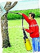 Curățați coaja de pere - (coajă) Spray un tratament de iarnă
