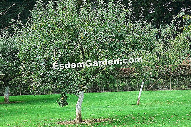 Pulire il contorno di un albero da frutto dopo l'estate - (estate) Meli in un frutteto - F. Marre - EsdemGarden - Giardino di Maizicourt
