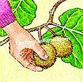 Tuai dan marcot kiwi - (kiwi) Apabila menuai kiwi