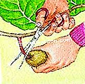 Tuai dan marcot kiwi - (marcot) Pilih buah-buahan