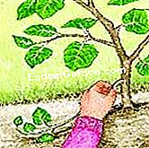 Tuai dan marcot kiwi - (tuai) Pilih cawangan dan lengkungkannya