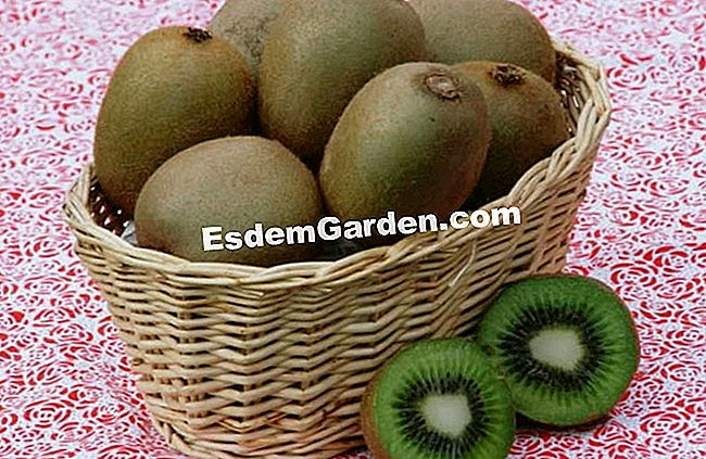 Tuai dan marcot kiwi - (dengan) Tuai kiwis - J. Le Bret - EsdemGarden - Clos du Coudray