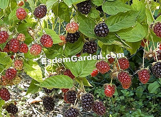 Kacau dan kupas mulberry - (yang) Beri buah masak - F. Marre - EsdemGarden