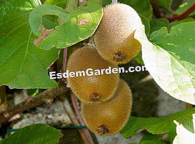 Taie kiwi-ul - (poate) Kiwis - F. Marre - EsdemGarden