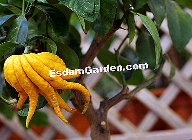 Tăiați fructele citrice - (pentru) Mâna lui Buddha (Citrus medica). Pentru a multiplica acest citrus extraordinar, tăierea este doar medie