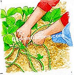 Fertilizzare e pacciamare una fragola - (fragole) Non strappare