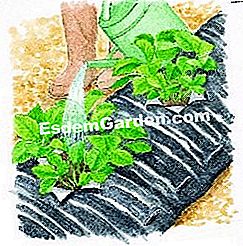 Fertilizzare e pacciamare una fragola - (fertilizzare) Usa 1