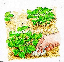 Fertilizzare e pacciamare una fragola - (fragole) Fecondazione 2