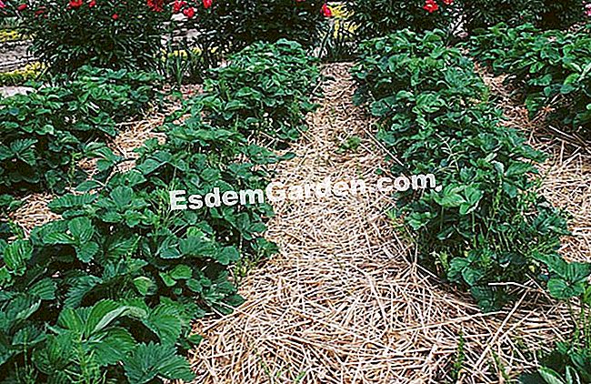 Fertilizzare e pacciamare una fragola - (fragola) Pacciamatura, trattamento e concimazione delle piante di fragola in primavera - EsdemGarden