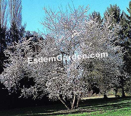 Pflaumenbaumpflege und Kultivierungsblatt