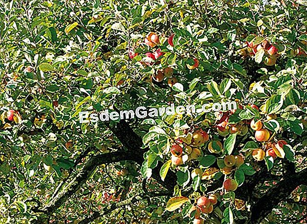 Pokok buah-buahan disesuaikan dengan iklim dan tanah - (disesuaikan) Memilih pokok buah yang disesuaikan dengan iklimnya adalah jaminan hasil yang baik - F. Marre - EsdemGarden