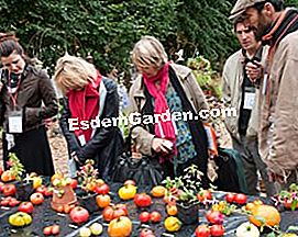 Pasar gourmet di Saint-Jean de Beauregard - (buah-buahan) Koleksi tomato