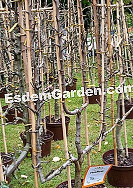 Pasar gourmet di Saint-Jean de Beauregard - (beauregard) Pokok 'Beurré Lebrun' dalam bentuk U ganda