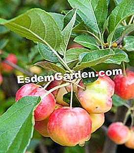 Pasar gourmet di Saint-Jean de Beauregard - (saint-jean) Malus 'Montreal Beauty'