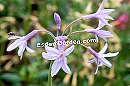 Pasar gourmet di Saint-Jean de Beauregard - (yang) Tulbaghia violacea flower