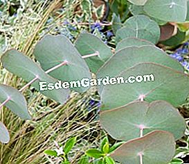 Pasar gourmet di Saint-Jean de Beauregard - (buah-buahan) Eucalyptus periniana
