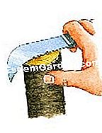 Graft scanalatura pera - (scanalatura) In cima alla portainnesto soggetto