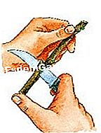 Graft scanalatura pera - (portainnesto) preparare innesti