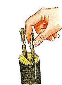 Graft scanalatura pera - (innesto) Inserisci il plugin