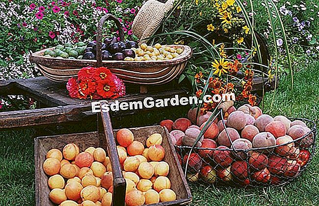 果樹園と果樹園で果物を収穫して選びなさい